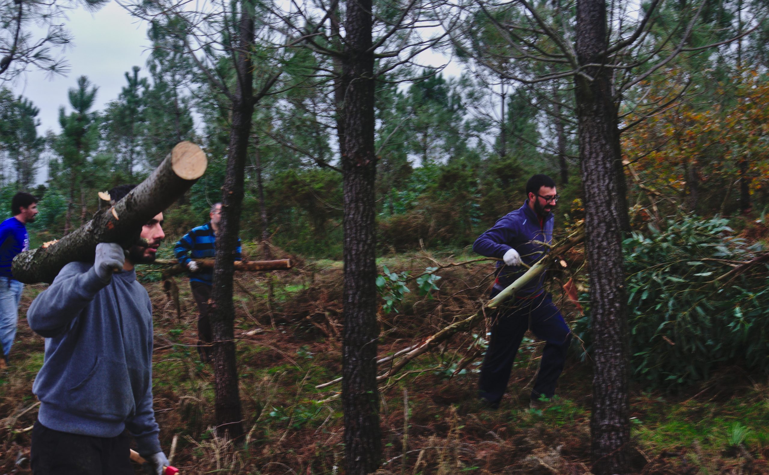 Restoring the woodland. Credit: Verdegaia