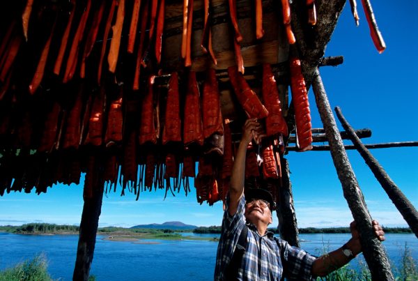 Séchage du saumon en Alaska, une activité affectée par le changement des conditions météorologiques, qui ne correspondent plus aux périodes traditionnelles de prise. Photo : Karen Kasmauski.