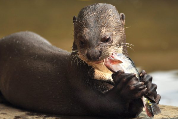 A giant otter with fish in its mouth in Guyana