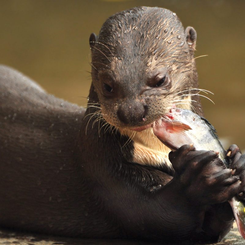 A giant otter with fish in its mouth in Guyana
