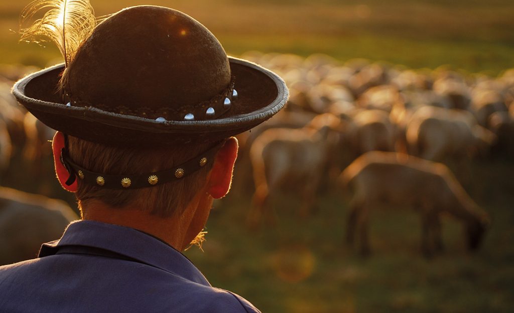 A shepherd watches his flock