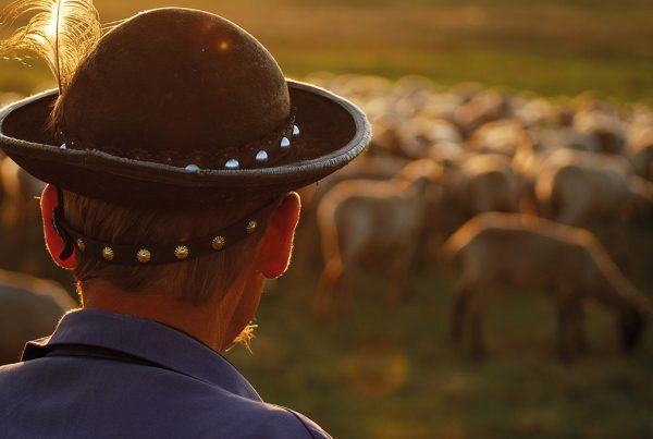 A shepherd watches his flock