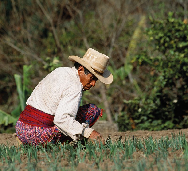 Kaqchikel farmer tending to his crops. Credit: Latitude Stock.