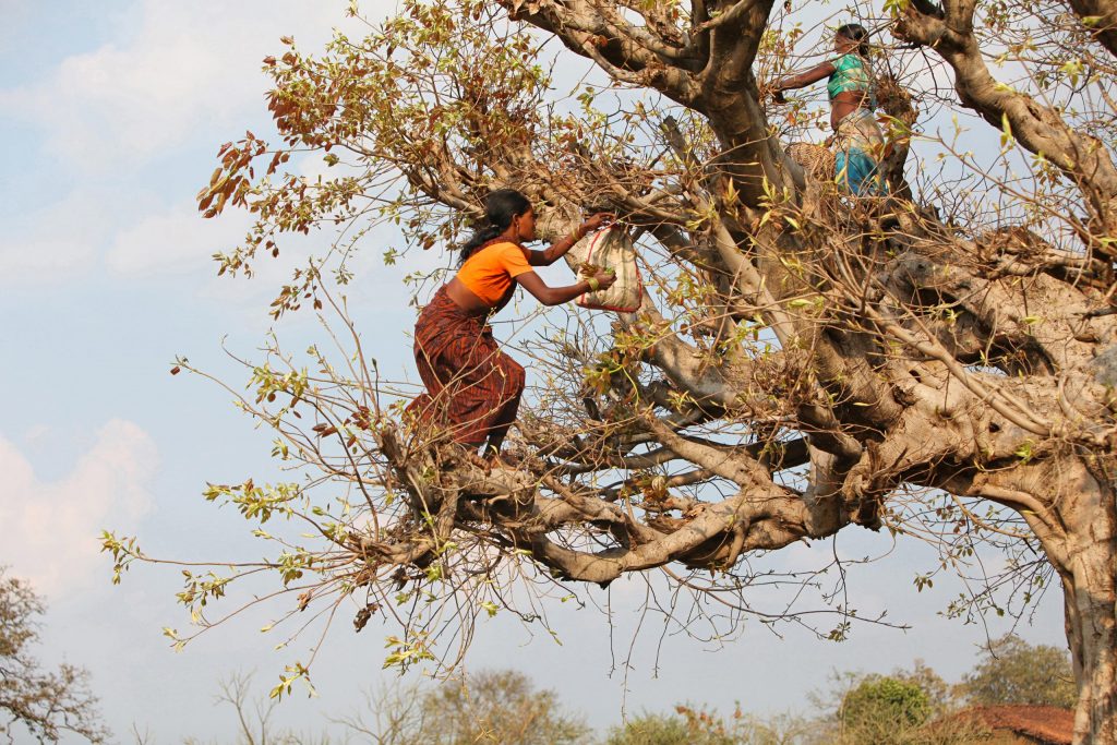 Baiga women collecting leaves. Credit - ephotocorp