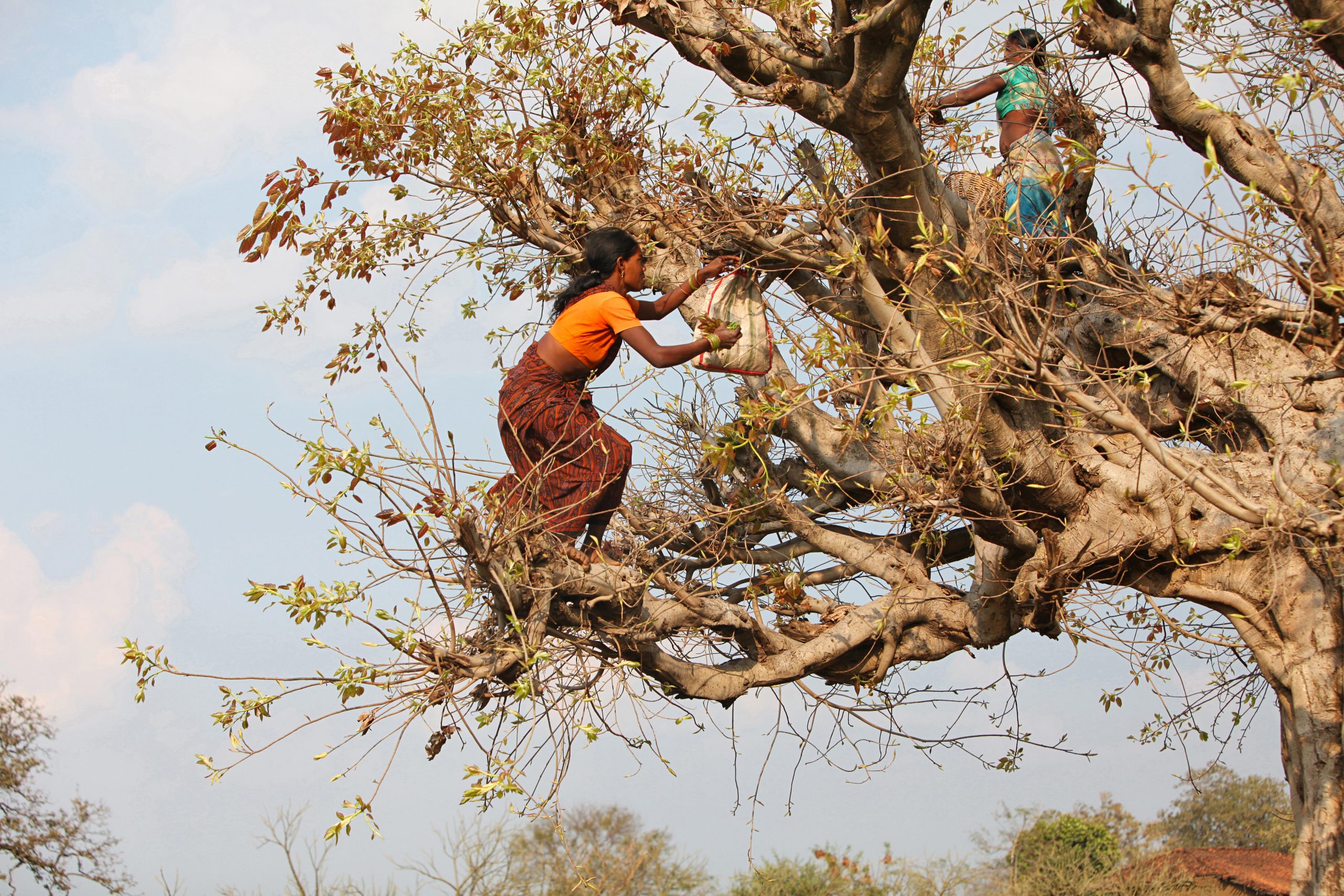 Baiga women collecting leaves. Credit - ephotocorp