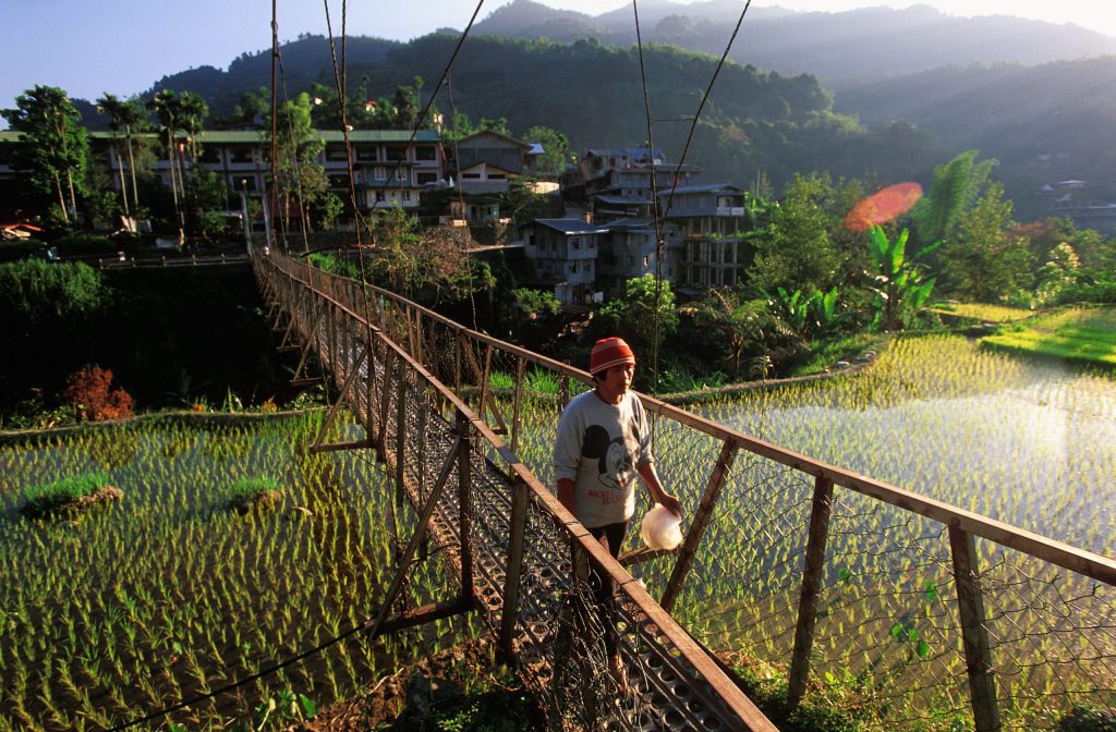 An Ifugao woman on her way to collect young rice plants for transplanting into one of her family’s paddy fields in the Philippines. Credit: Chris Stowers