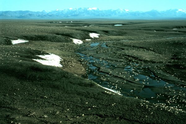 Migrating caribou in Alaska