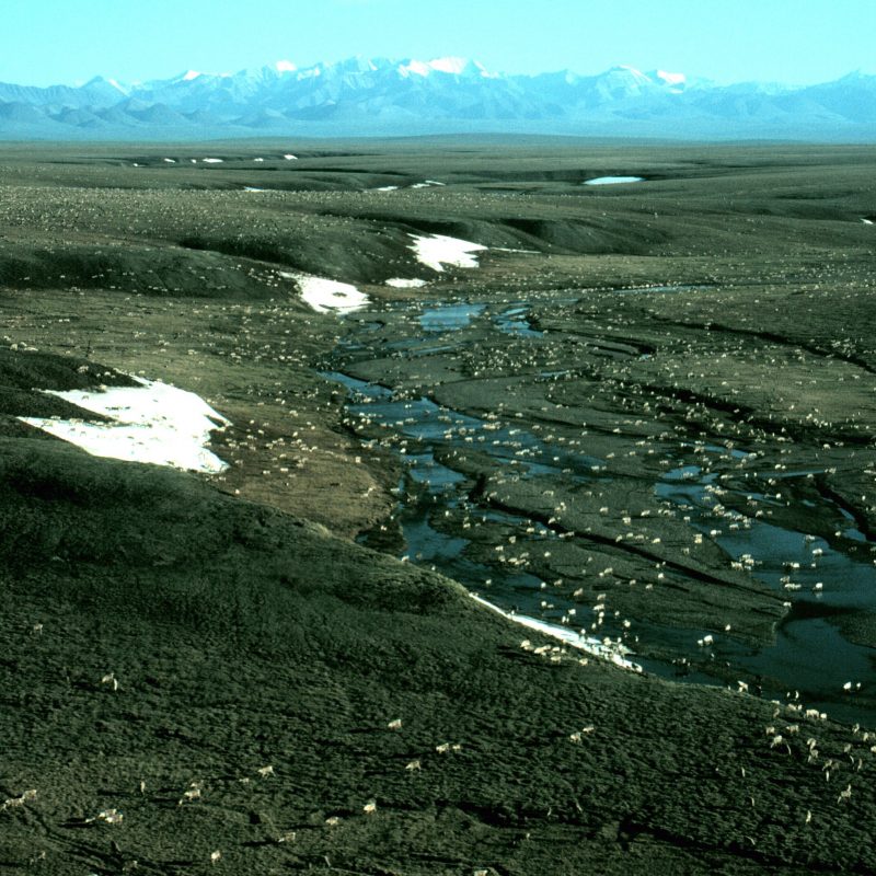 Migrating caribou in Alaska