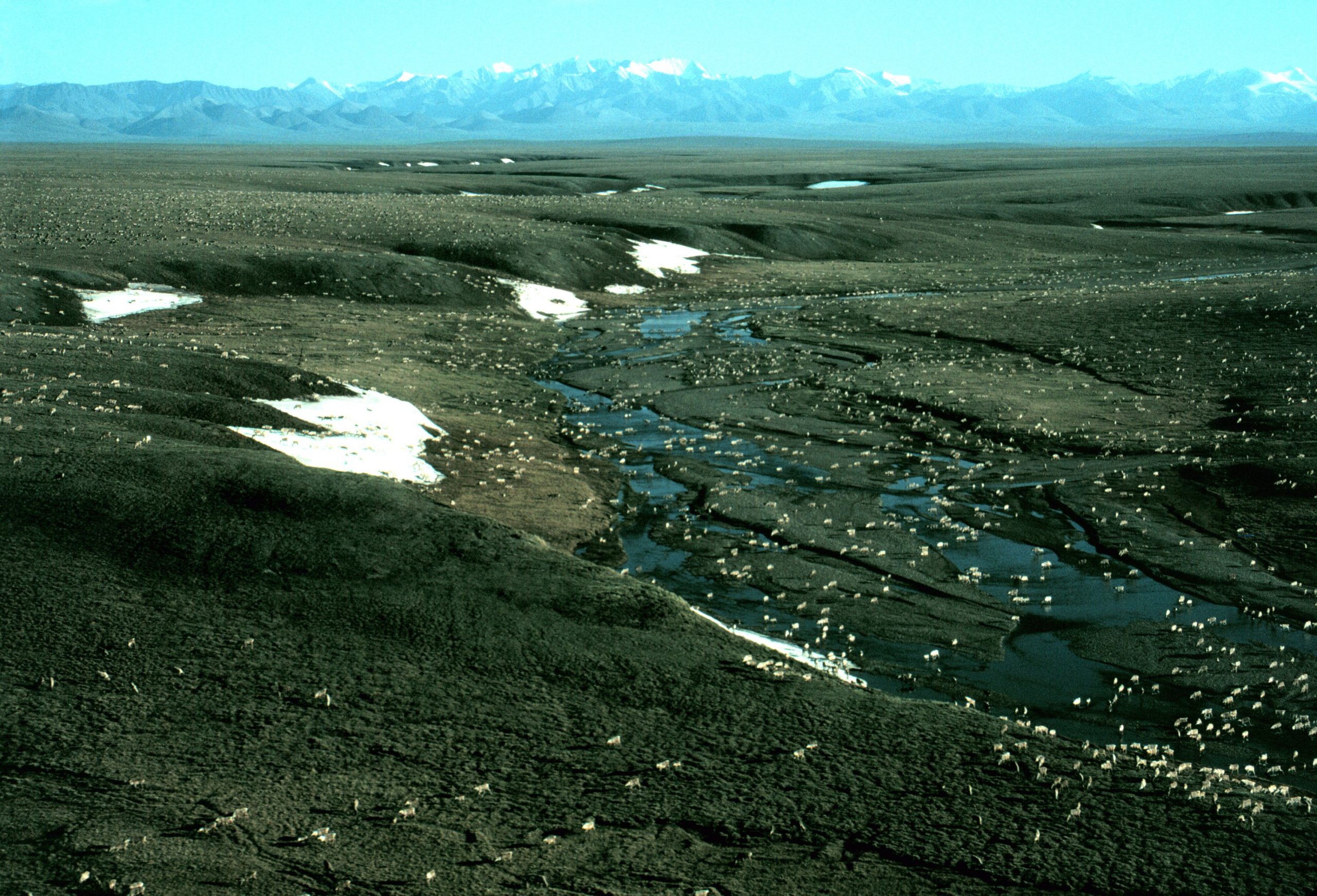 Le caribou en migration en Alaska.