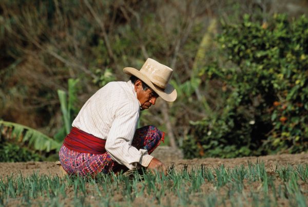 man tending to crops