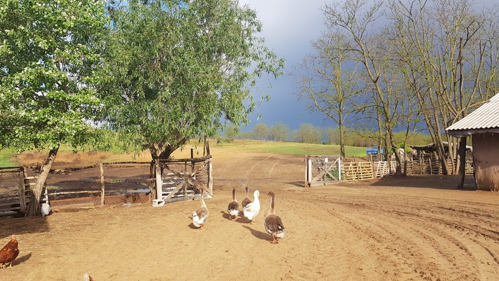 20210513_170941 geese