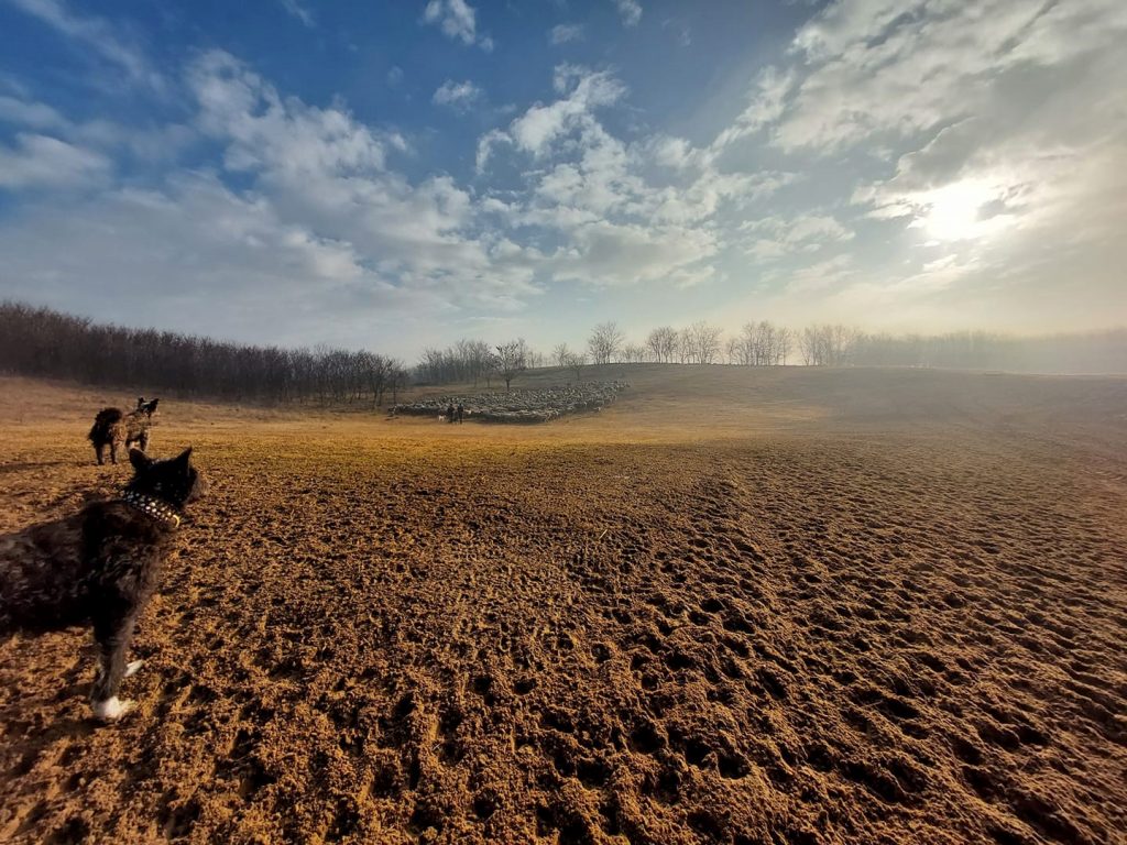 xxxxx landscape with dogs