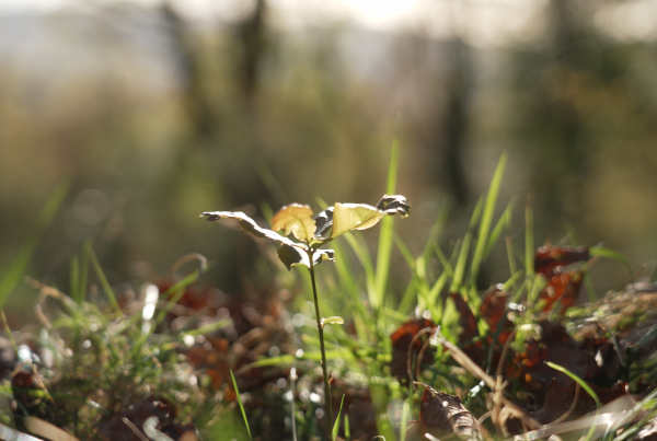 oak tree shoot growing