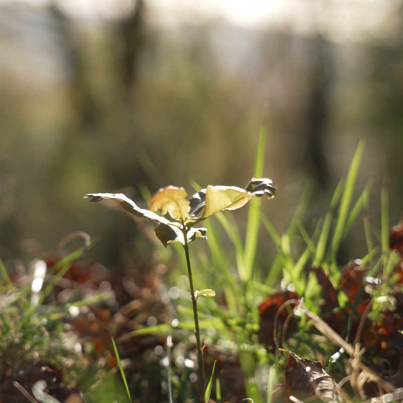 oak tree shoot growing