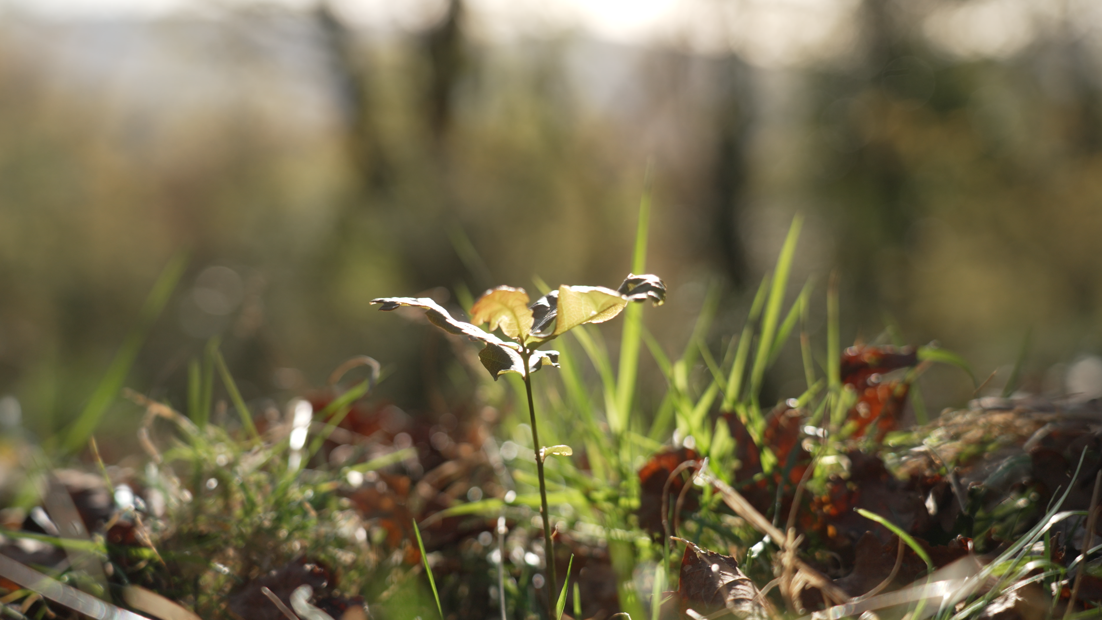 oak tree shoot growing