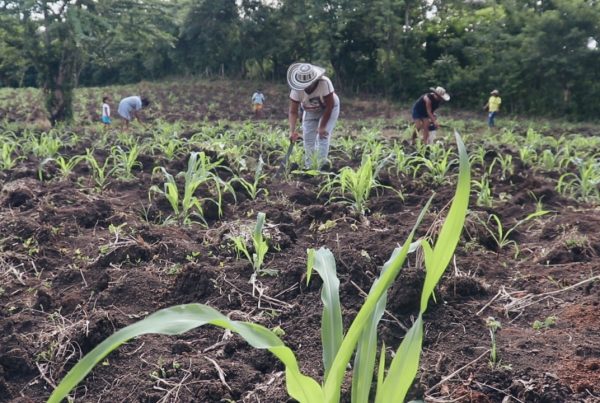 women cultivating the land