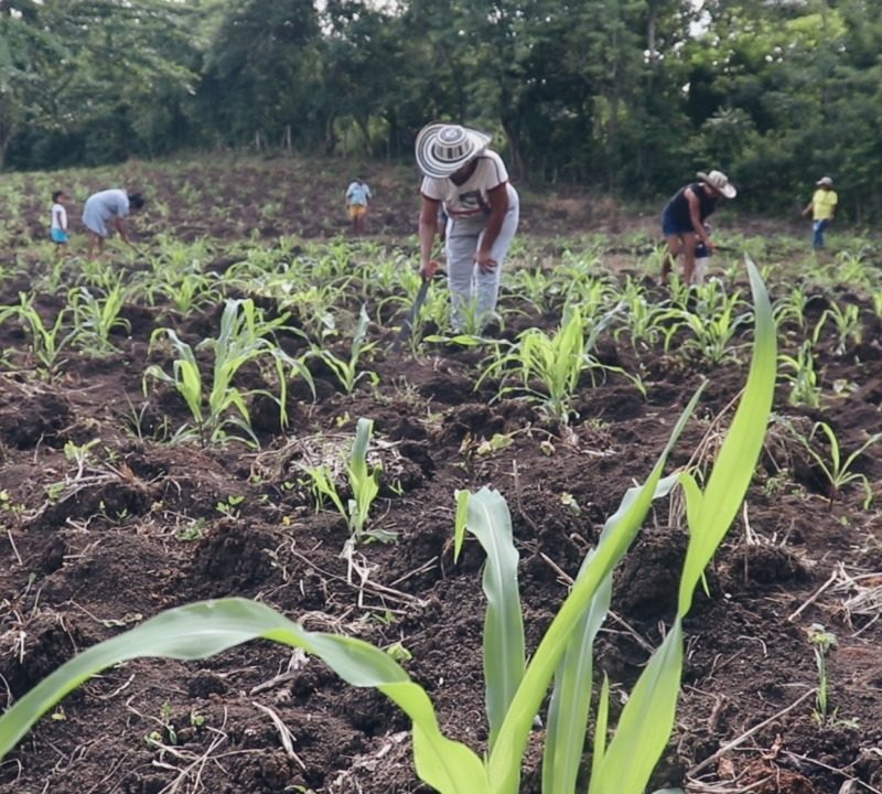 women cultivating the land