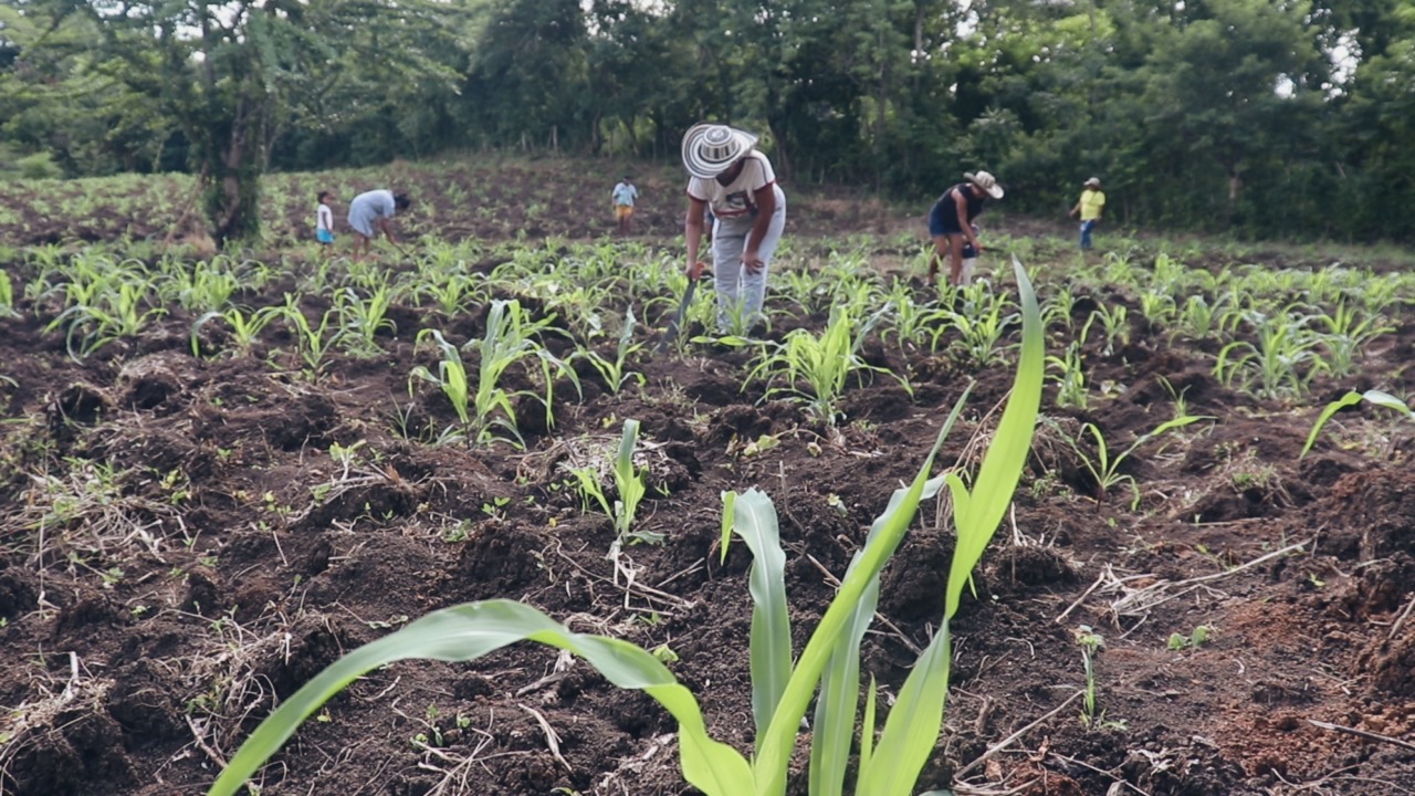 women cultivating the land