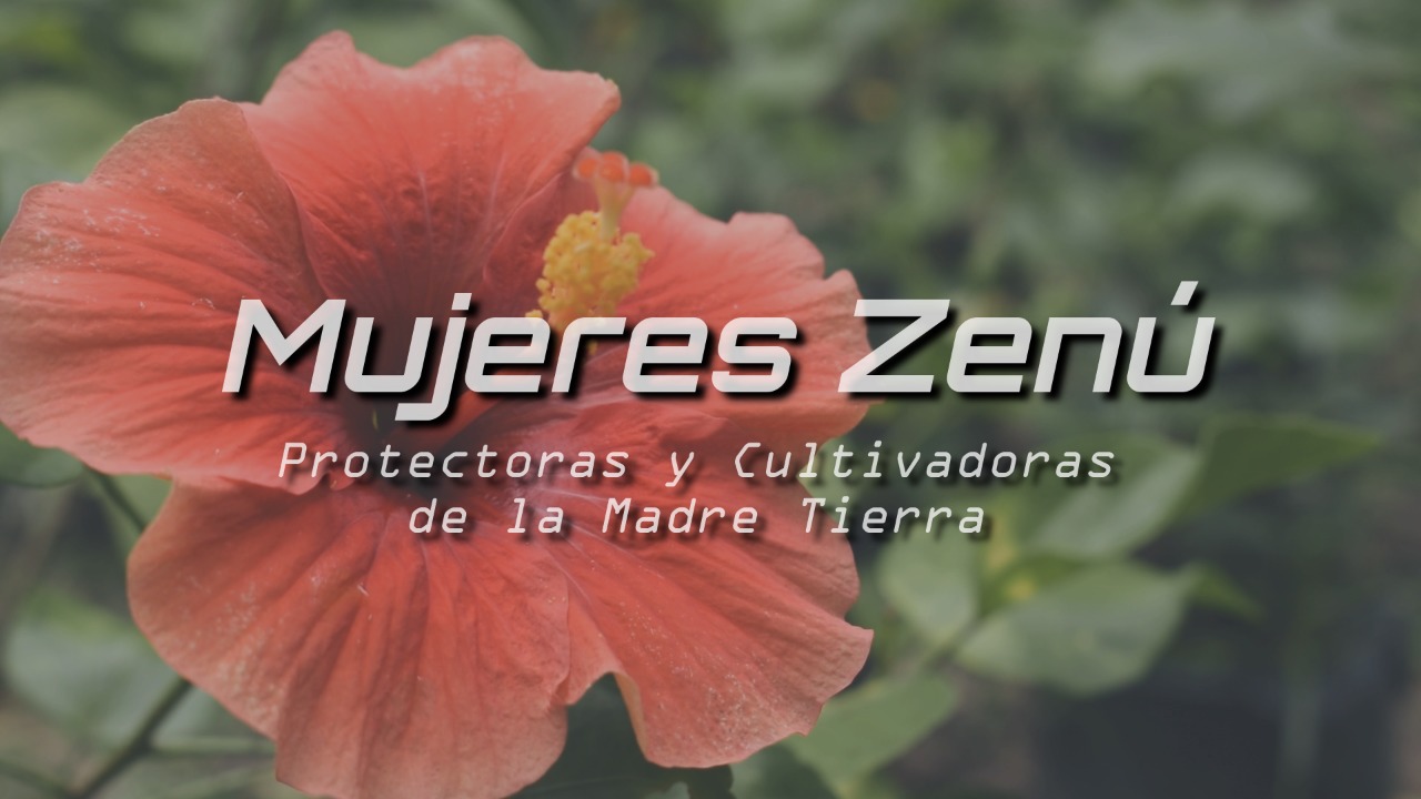 front cover of Zenu women film