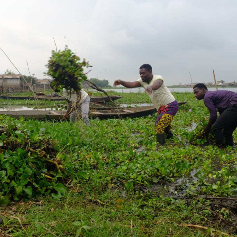 people picking water hyacinth